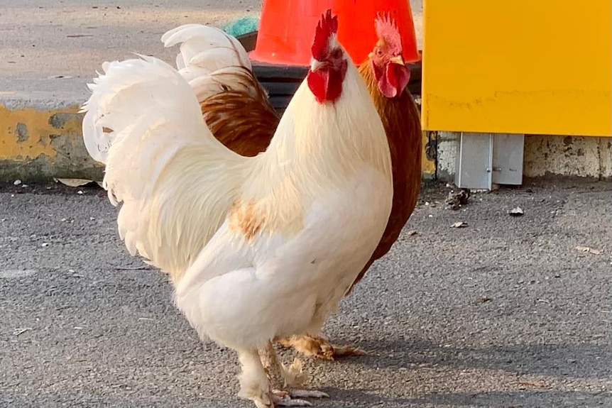 A white chicken and a red chicken standing on concrete with a traffic cone in background.