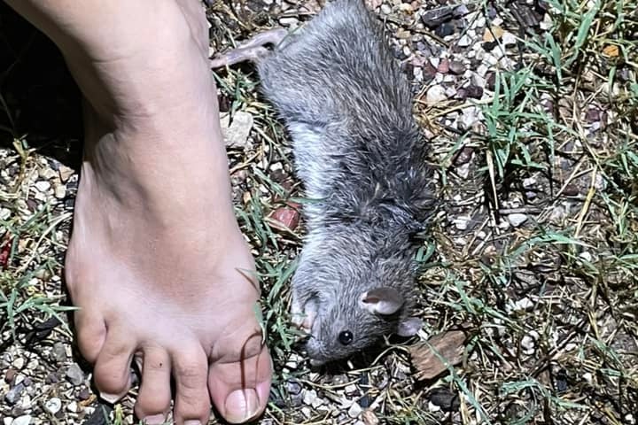 A dead rat lies on grass next to a person's foot.