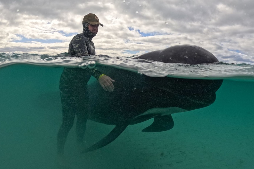 A pilot whale seen underwater, as a man tries to shepherd the animal to deeper water.