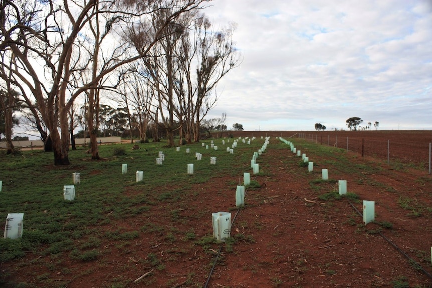 In March 2016, 80 per cent of the affected area was planted with up to 400 tubestock trees and shrubs.