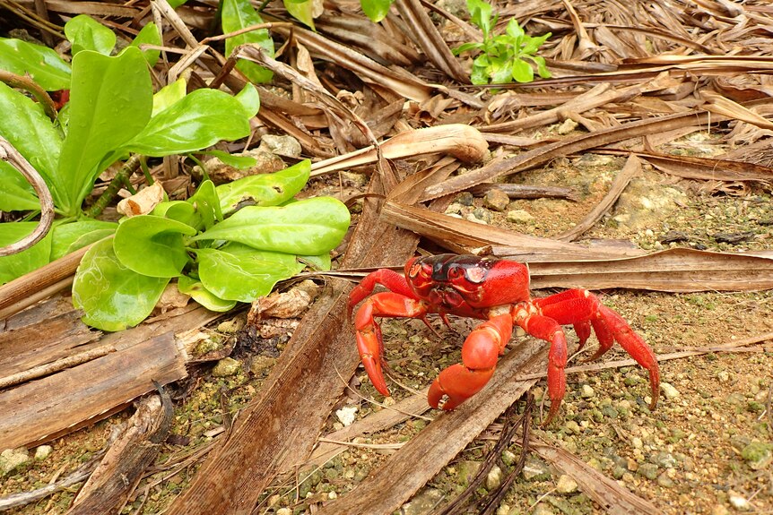 Christmas Island red crab in the rainforest 
