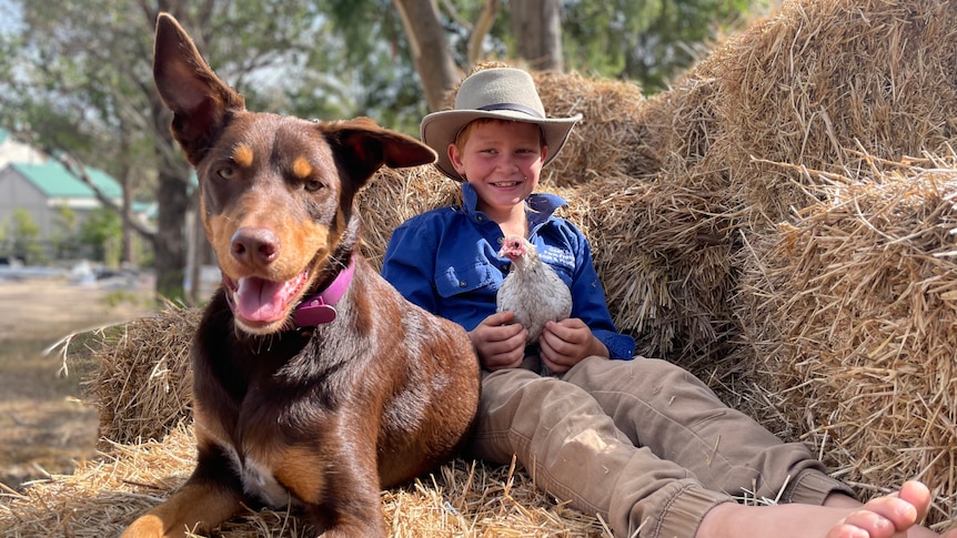 Young boy sitting on hay bale with pet dog and chicken 