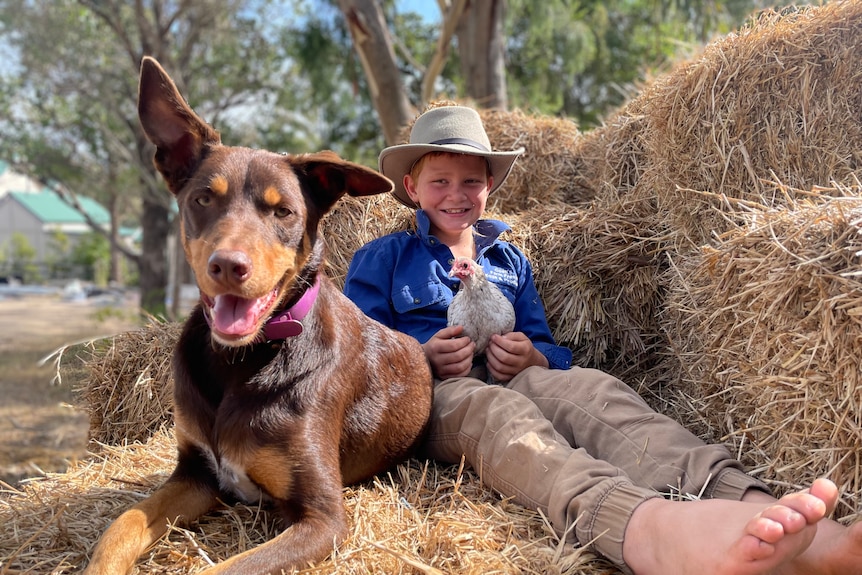 Young boy sitting on hay bale with pet dog and chicken 