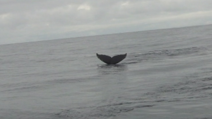 Southern Ocean whales