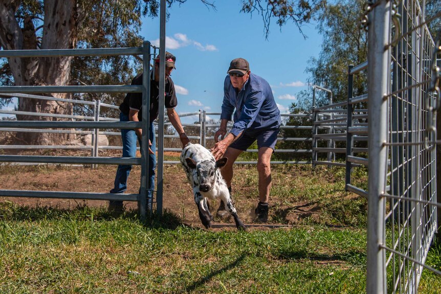 A man helps another farmer to herd a calf out of holding pens on his property in northern Victoria.