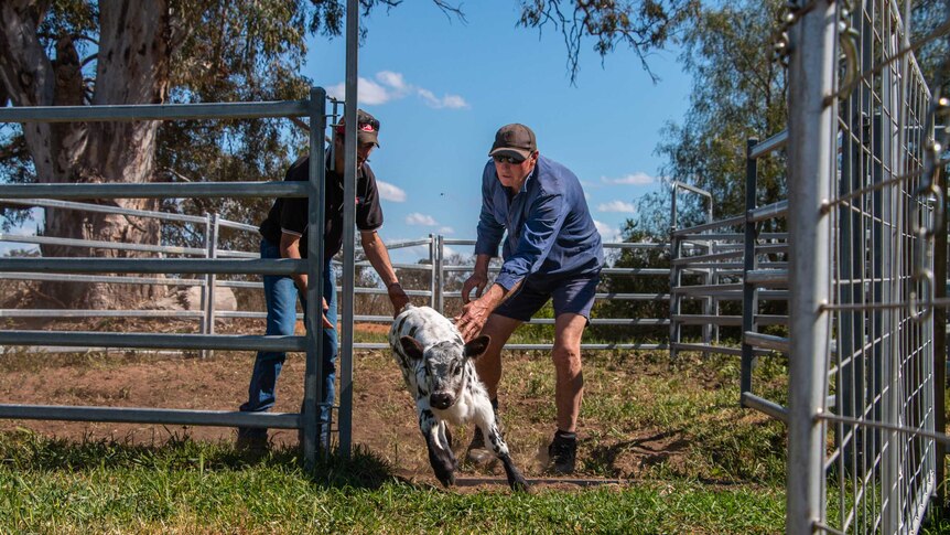 A man helps another farmer to herd a calf out of holding pens on his property in northern Victoria.