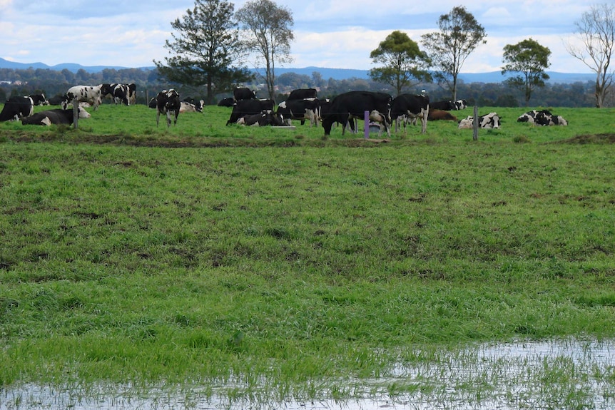 Dairy cows graze on green grass by Shoalhaven River after floods