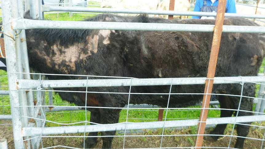 A cow in poor condition on the Gristwood leased property.