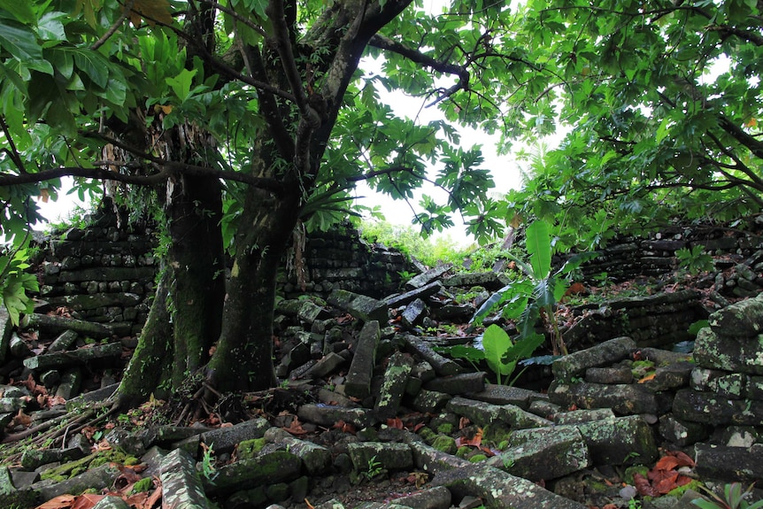 A large lush green tree grows out of the ruins of fallen basalt stones.