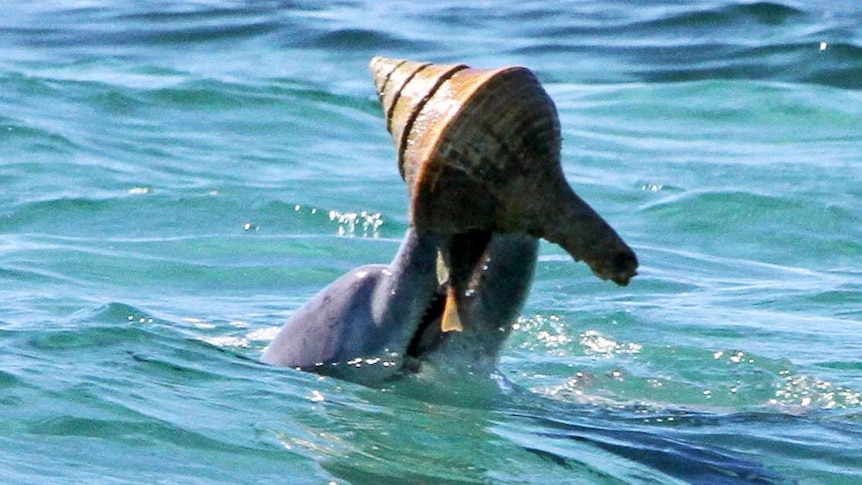 A dolphin at Shark Bay upending a shell to capture a fish inside.