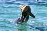 A dolphin at Shark Bay upending a shell to capture a fish inside.