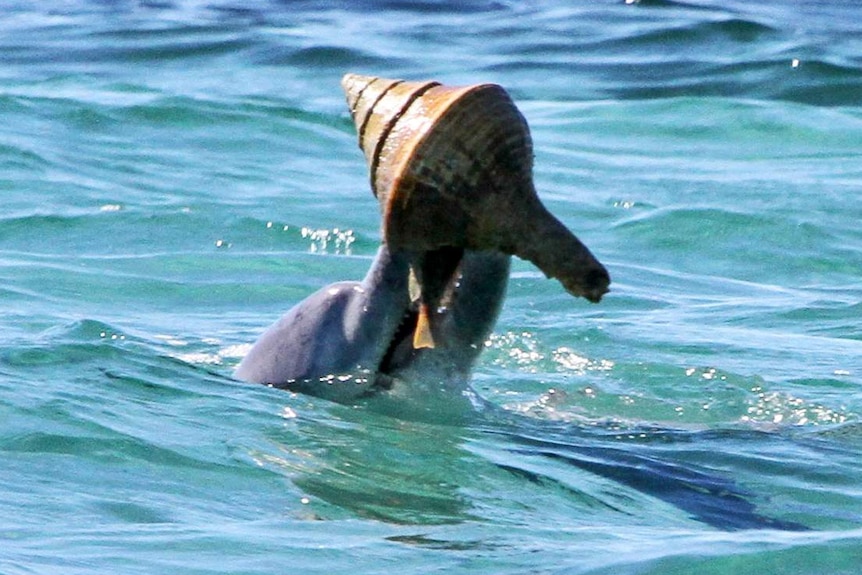 A dolphin at Shark Bay upending a shell to capture a fish inside.