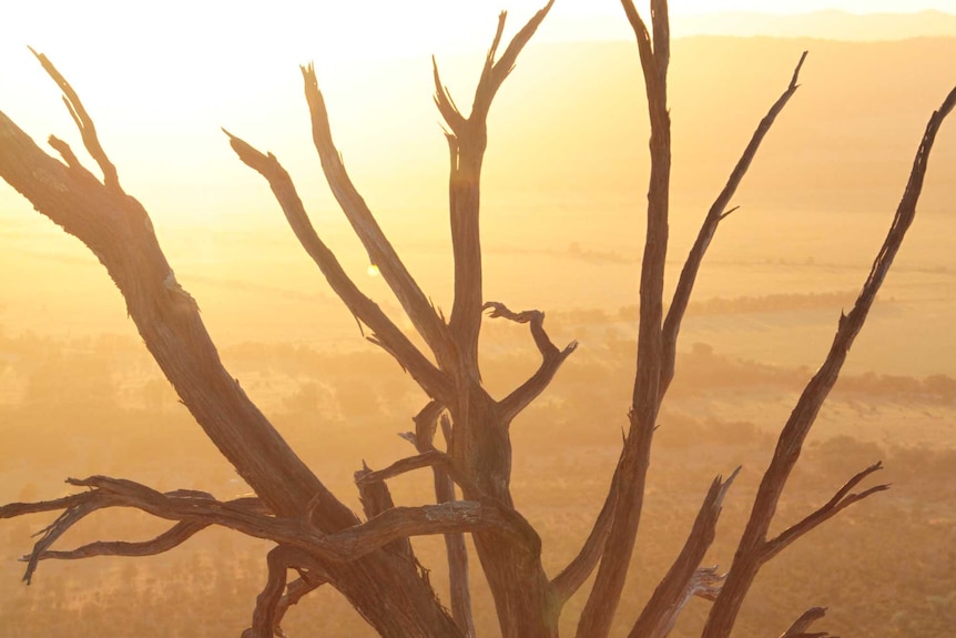 Sunrise over Goyder's Line