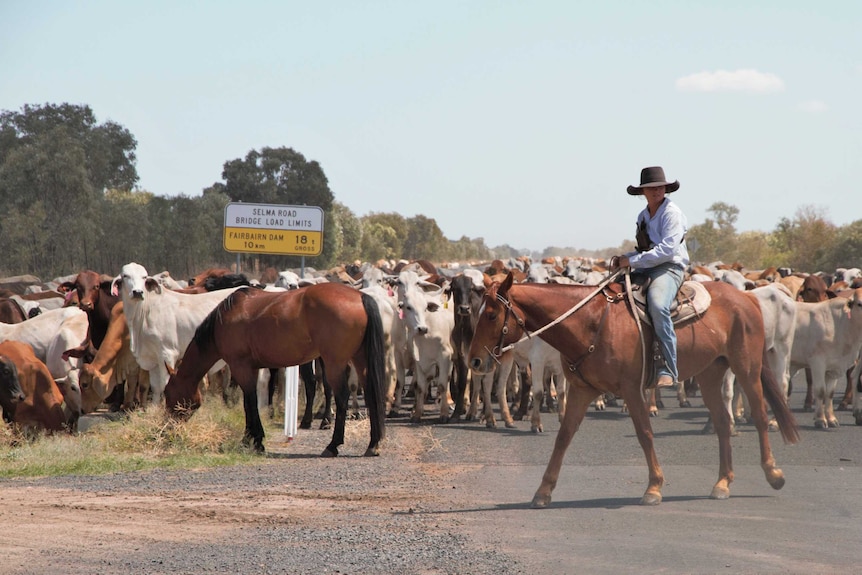 Karla Cann sits on her horse in front of thousands of cattle