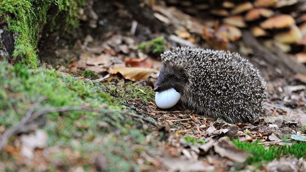 a hedgehog in the forest eating an egg