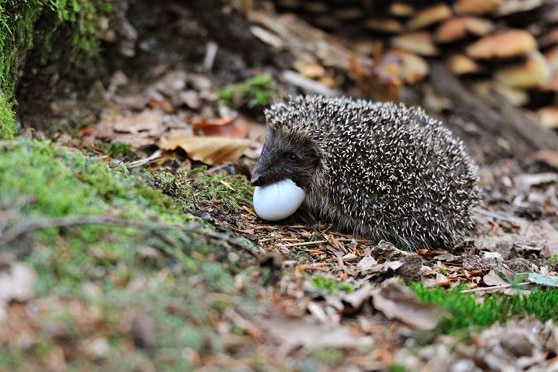 Un riccio nella foresta che mangia un uovo