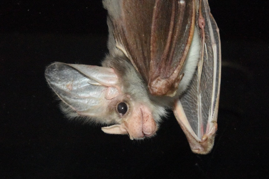 A Ghost bat hanging upside down
