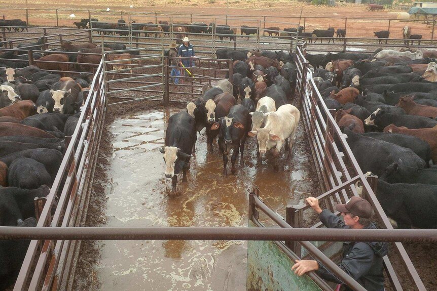 Cattle in muddy pens