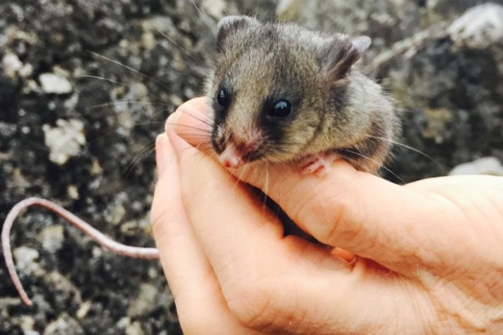 Close-up of a mountain pygmy possum