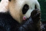 Panda Huan Huan holding her new born female cub