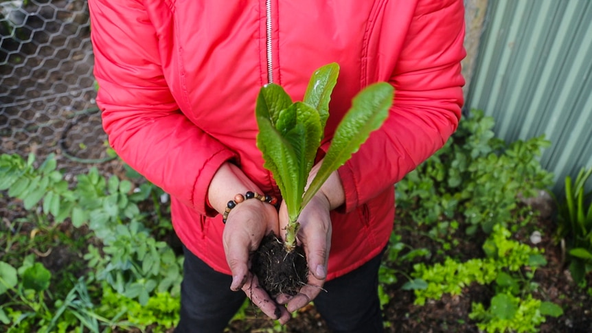 Woman's hands holding a lettuce plant with soil on the roots among a garden full of vegetable plants.