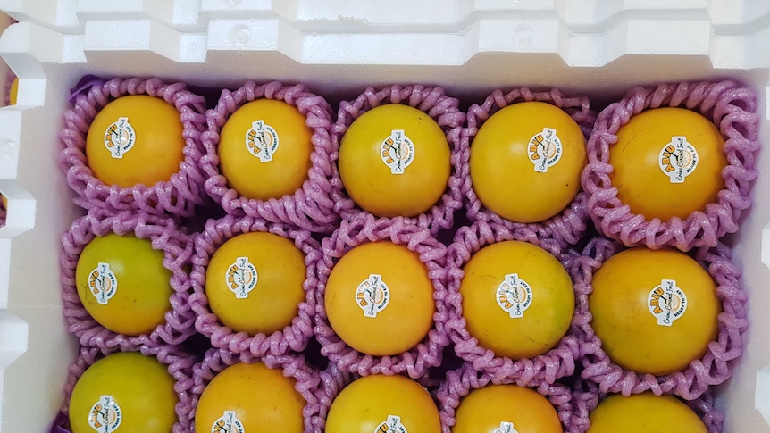 The yellow abiu fruit are carefully packed in a box ready to send to market.
