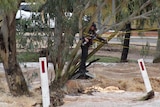 Man stands in tree surrounded by floodwater.