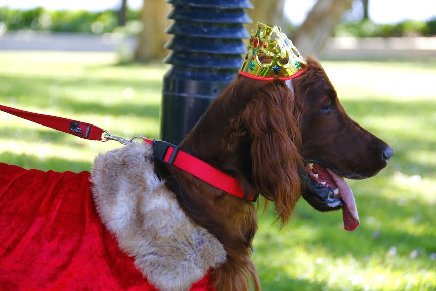 A dressed-up dog wearing a cape and crown.