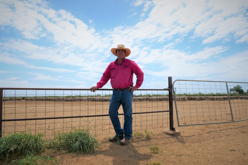 A grazier stands at a fence with sheep in the background