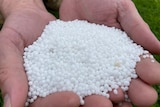 A pair of hands cradling innumerable small balls light-coloured of fertiliser.