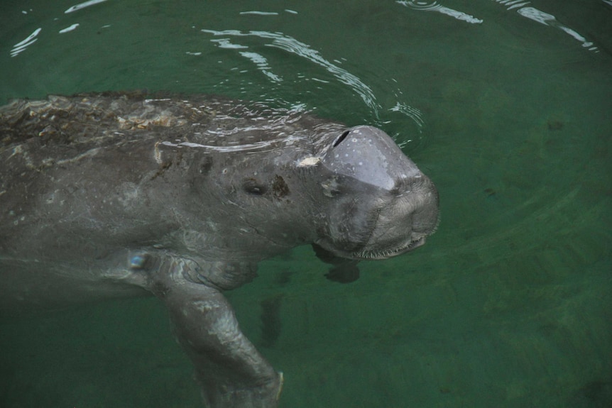 Merimbula the dugong