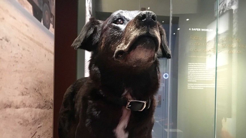 A taxidermied dog on display.