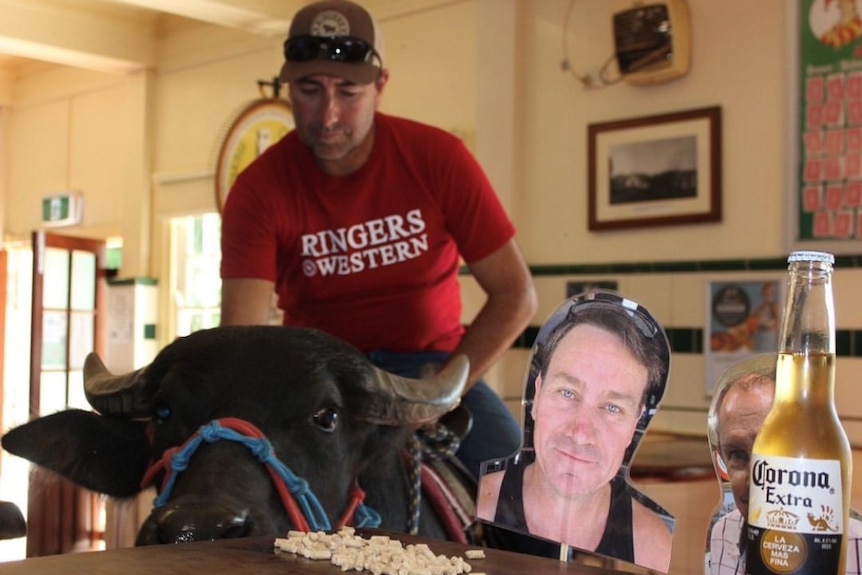 Man sitting on buffalo inside a pub.