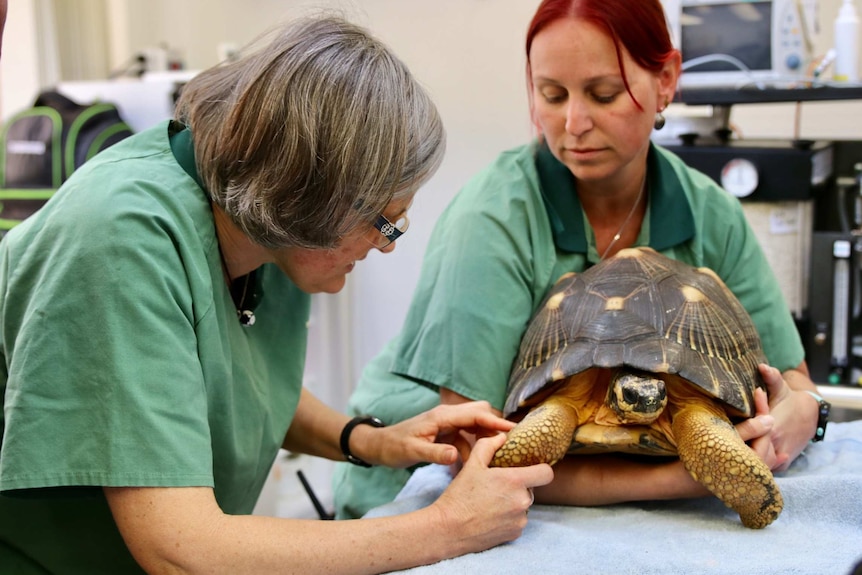 The second Madagascan radiated tortoise examined by Perth Zoo staff