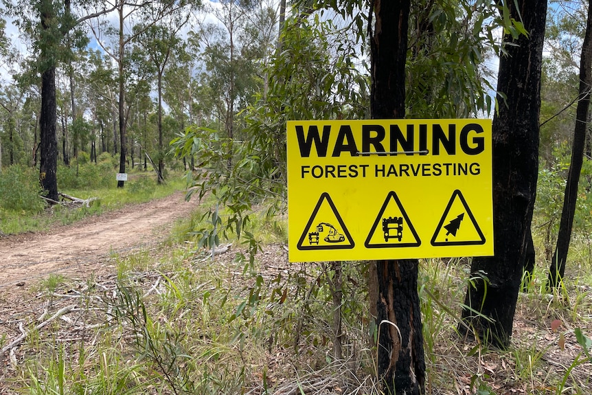 a yellow warning sign stapled to a tree in a forest which says 'warning, forest harvesting'