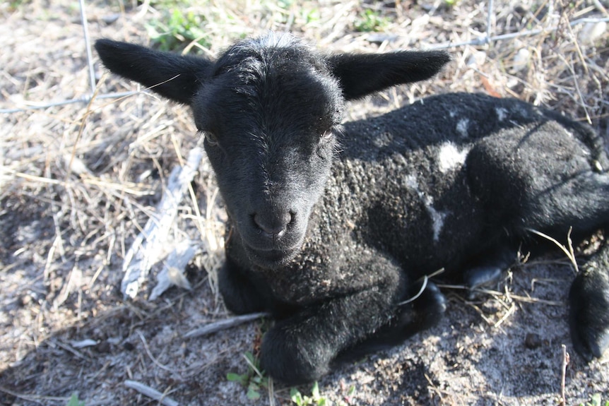 A black lamb sits in a field looking adorable.