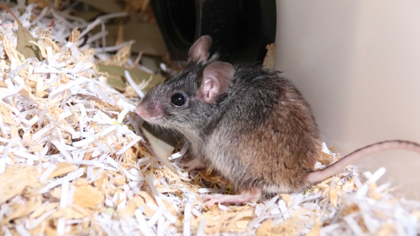 A mouse stands on top of a floor covering.