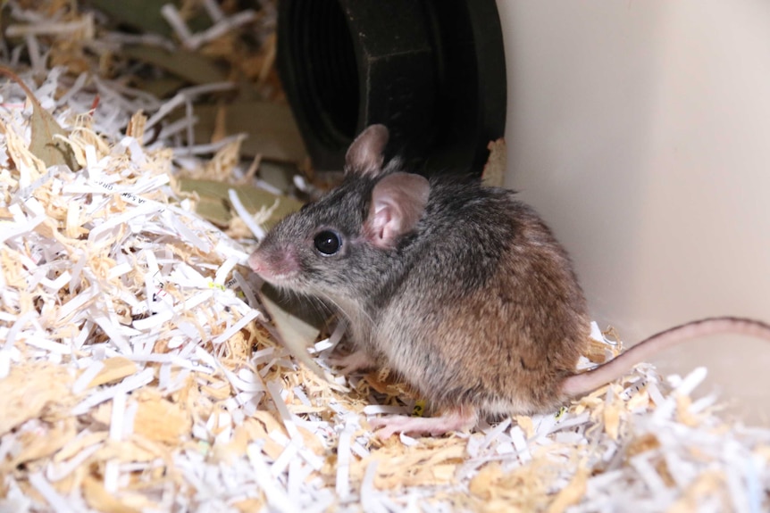 A mouse stands on top of a floor covering.