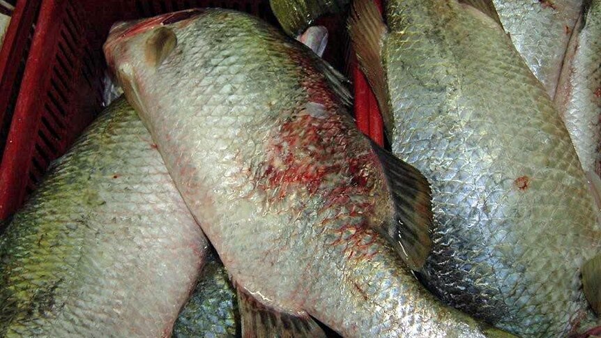 Barramundi with lesions caught in waters off Gladstone.