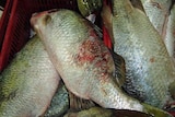 Barramundi with lesions caught in waters off Gladstone.
