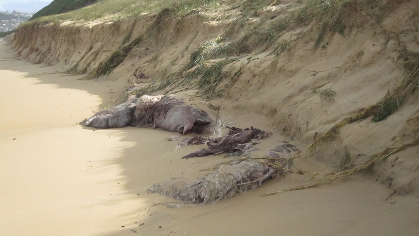 A dead whale buried at Bar Beach two years ago has been exposed during wild weather. June 6, 2012.