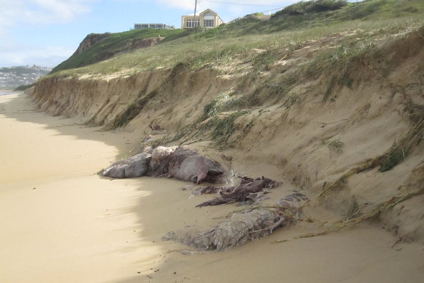 A dead whale buried at Bar Beach two years ago has been exposed during wild weather. June 6, 2012.