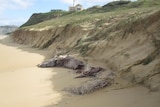 A dead whale buried at Bar Beach two years ago has been exposed during wild weather. June 6, 2012.