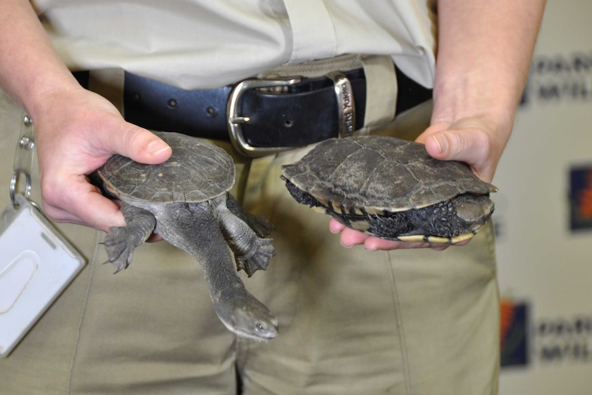 An oblong turtle and a critically endangered western swamp tortoise are held by a man.