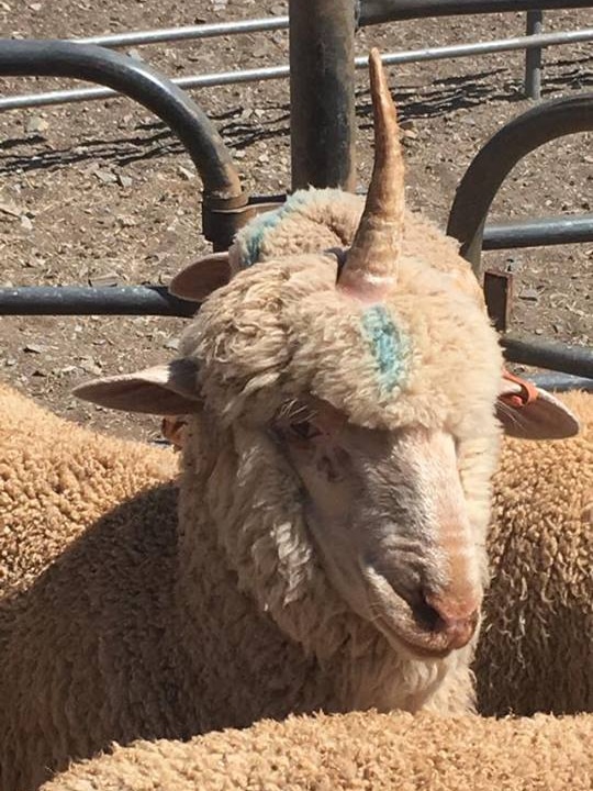 A sheep with a horn coming straight out from the top of its head