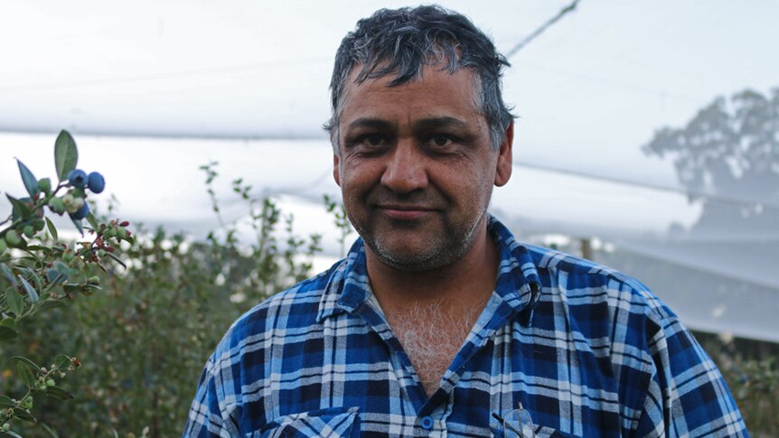 Sid Sidhu wearing a blue check shirt stands next to a plant in his blueberry orchard covered by nets.