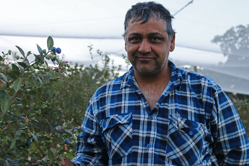 Sid Sidhu wearing a blue check shirt stands next to a plant in his blueberry orchard covered by nets.