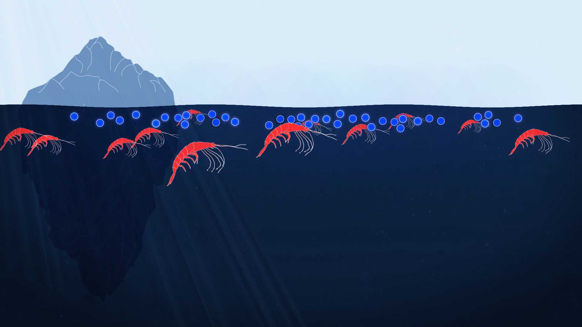 Illustration of krill swimming near surface of ocean eating algae.