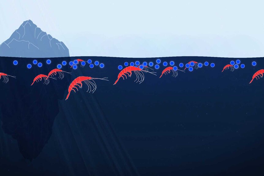 Illustration of krill swimming near surface of ocean eating algae.