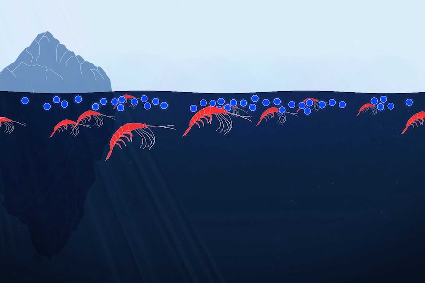 Illustration of krill swimming near surface of ocean eating algae.